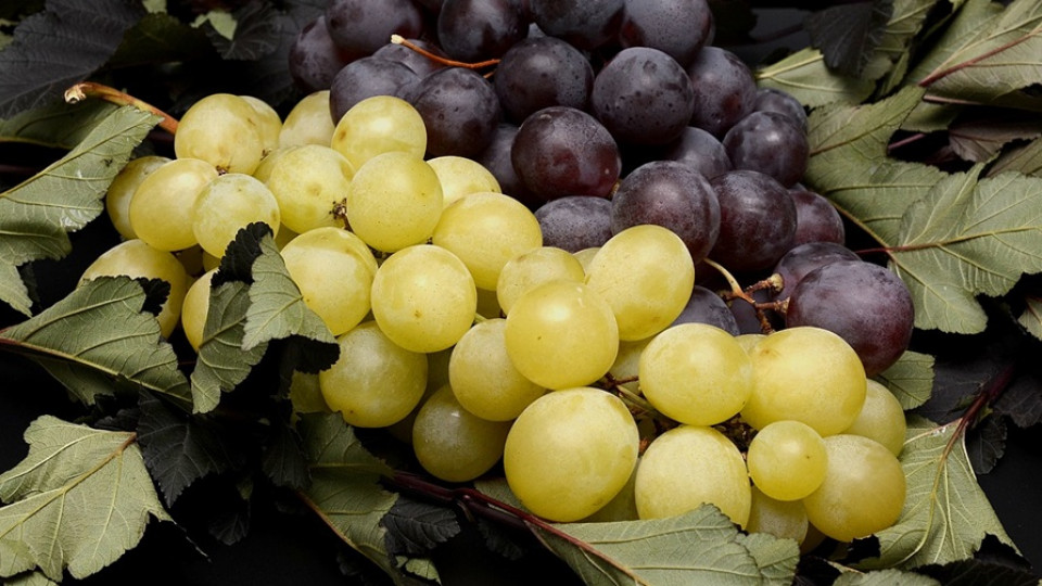 uprawa winogron ukraina