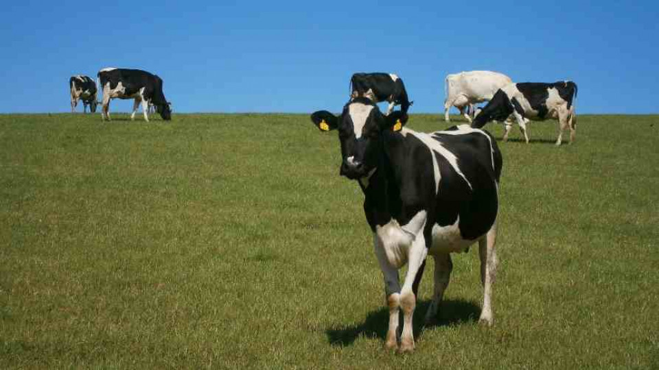 krowy na wypasie 2