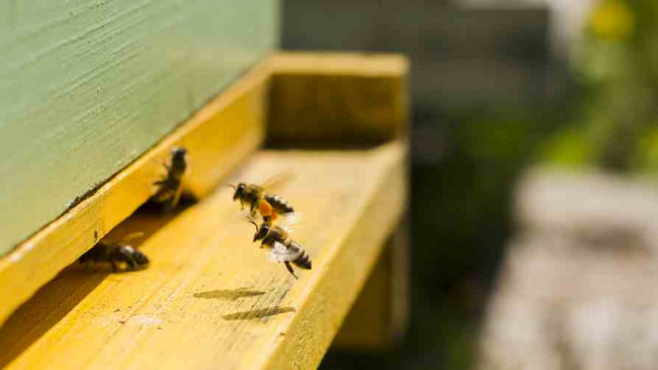 pszczoly otrute