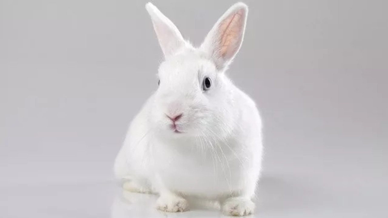 biały królik wiedeński