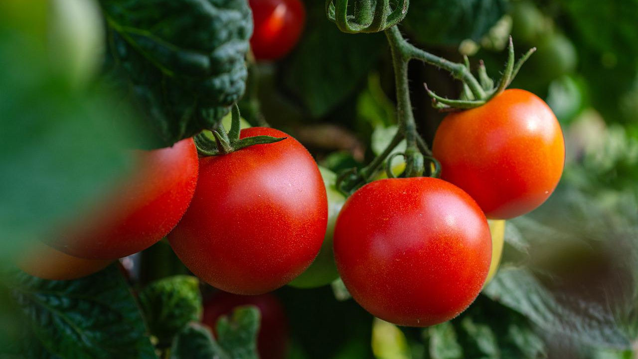 ukraińscy rolnicy pomidory
