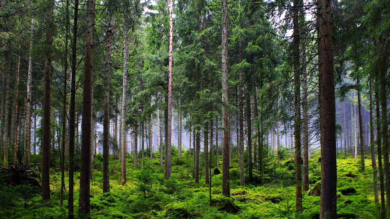 Lasy prywatne