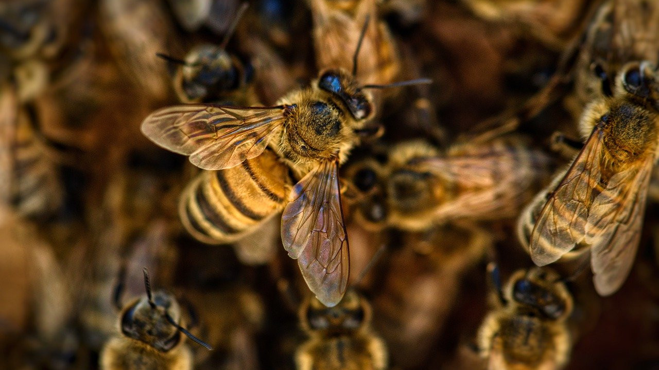 pomoc dla pszczelarzy