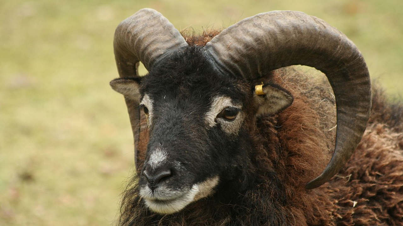 Soay