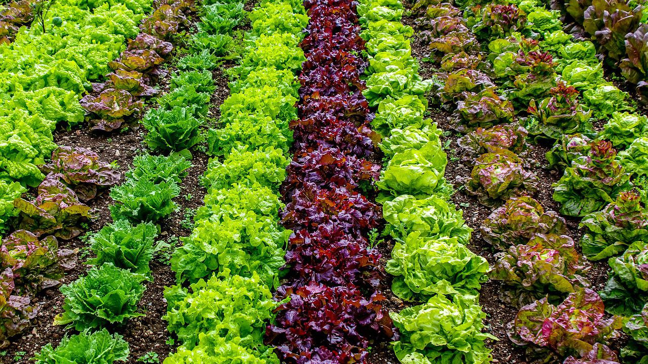 Zrównoważone systemy żywnościowe