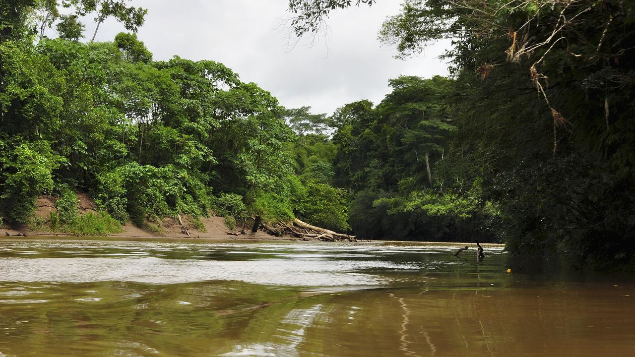 Wylesianie Amazonii