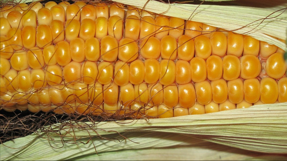 zwalczanie chwastów w kukurydzy