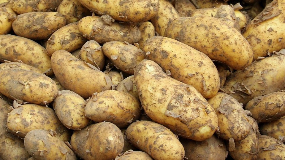 chwasty w ziemniakach rolnictwo