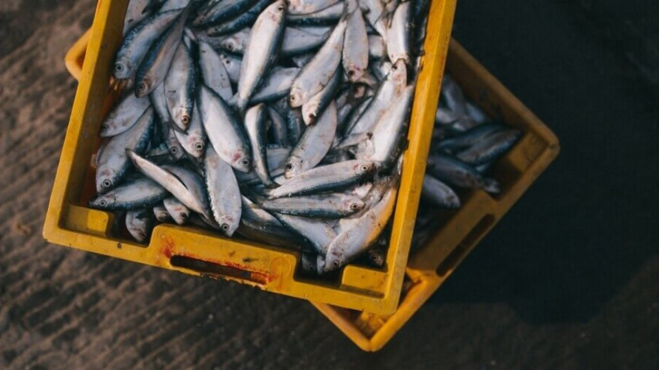 sektor rybolowstwa i akwakultury koszyk
