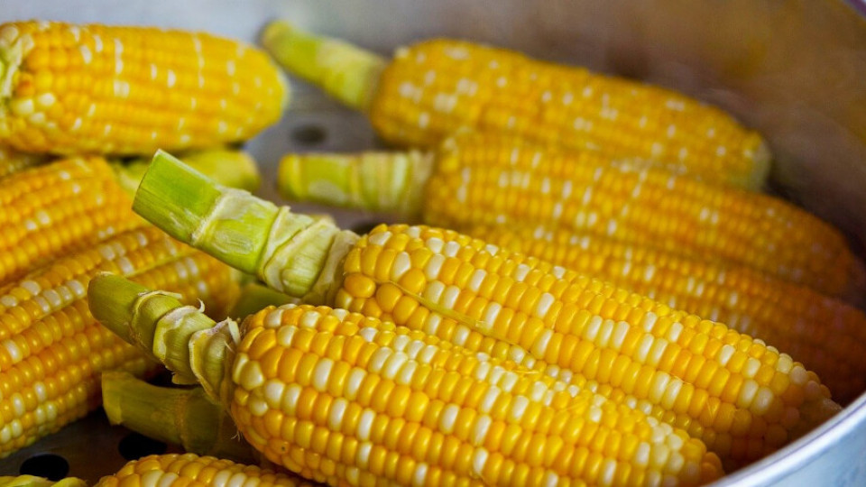 cla przywozowe kukurydza