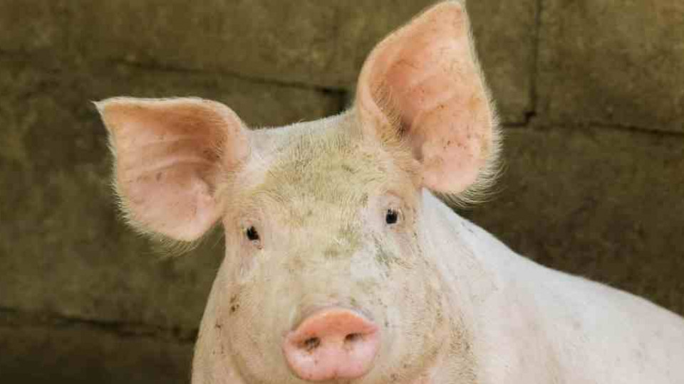 wieprzowina ceny swinia