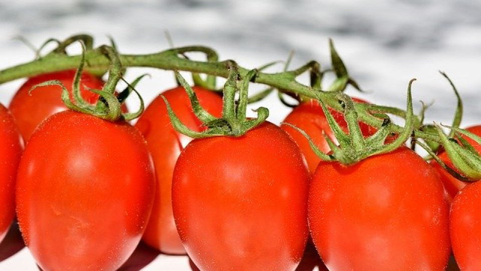 Pomidory w hydroponice