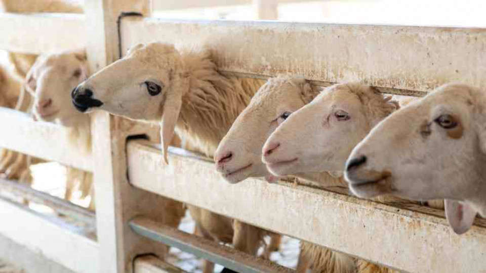 doplaty dobrostanowe owce