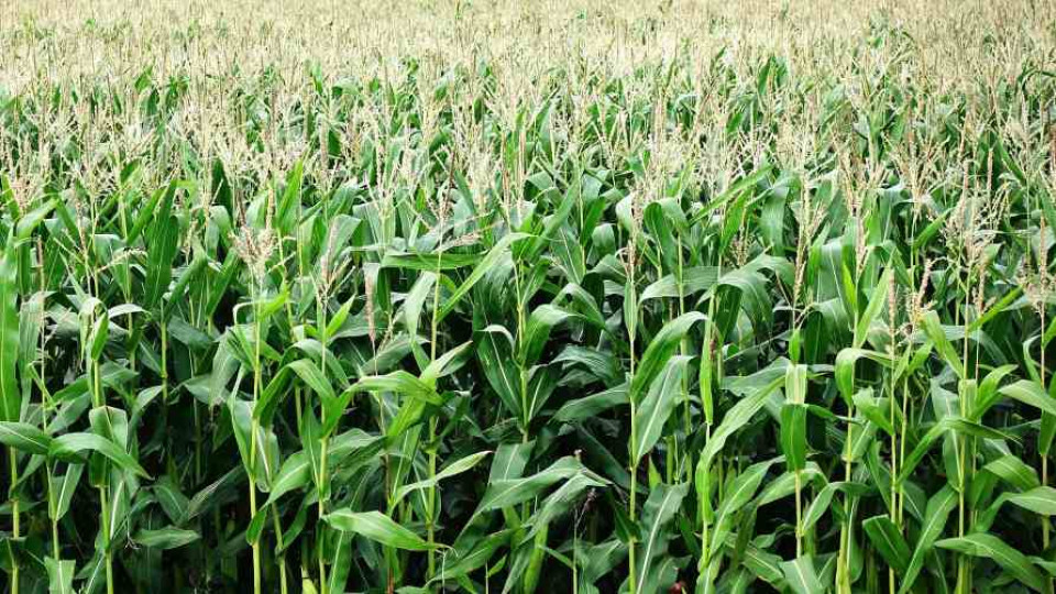 kukurydza uprawa skuteczna 2