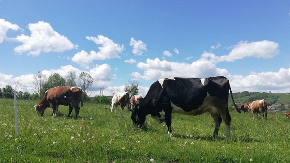 Rosyjska szczepionka przeciw wściekliźnie również dla bydła, drobiu i koni