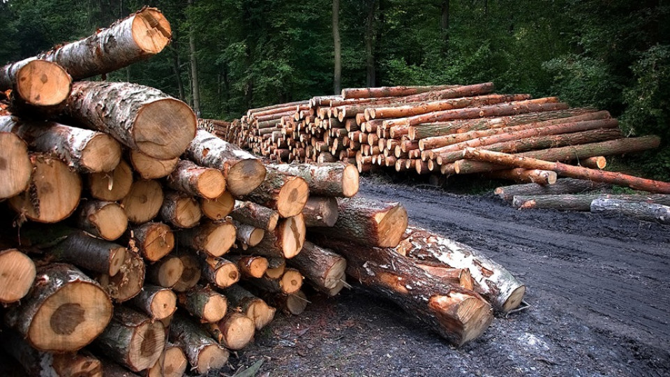 nielegalne wycinki lasu drewno