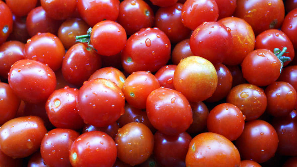 Inteligentne pomidory 02