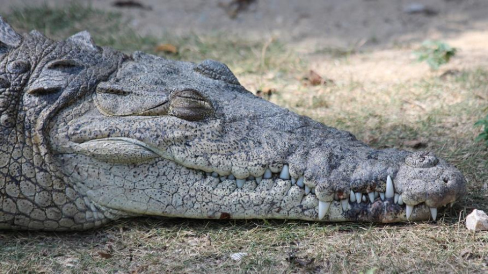 krokodyl gigant 2