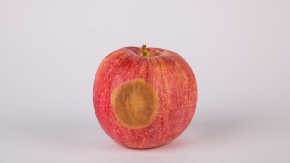 przedzbiorcza ochrona jablek
