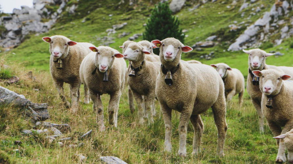 Zwiększenia bioróżnorodności owce