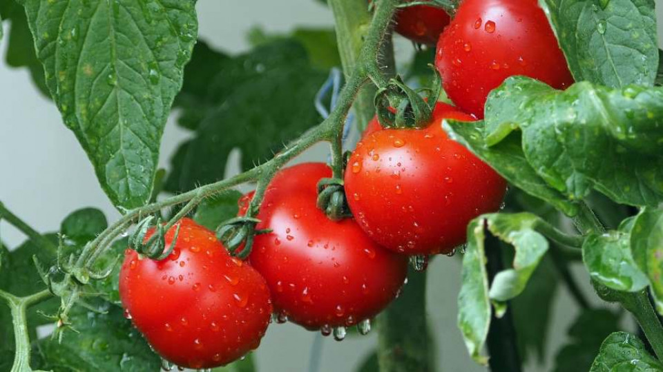 szklarniowa uprawa pomidorow