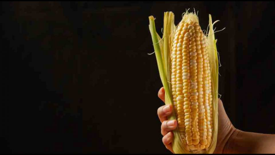 ceny kukurydzy