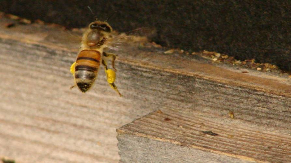 Pszczoly 