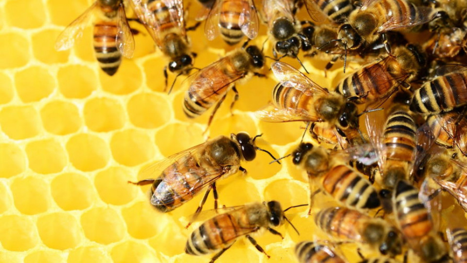 pszczoły pomoc czlowieka2
