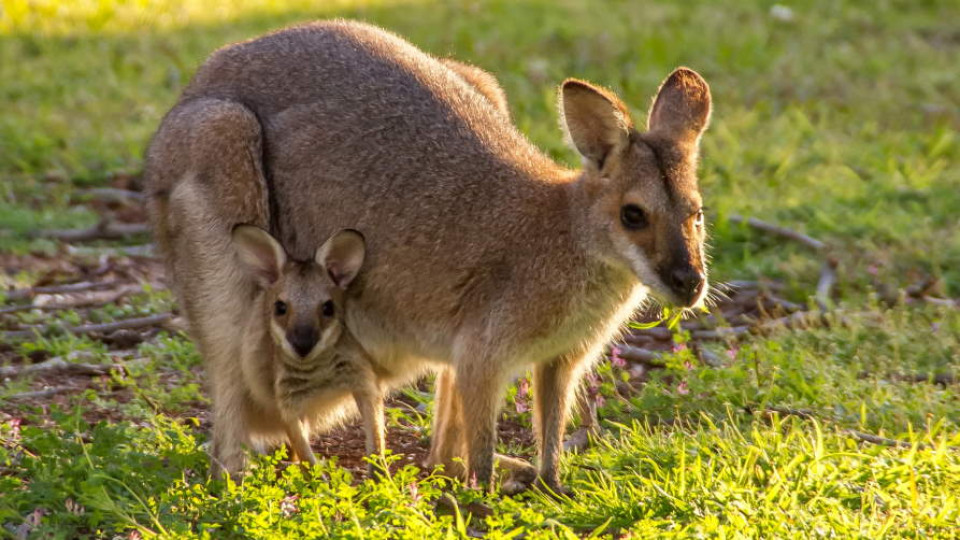 kangury komunikowanie1