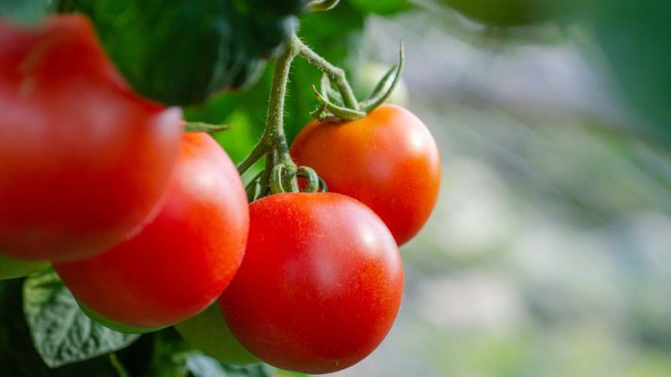 szklarniowa uprawa pomidorow 2