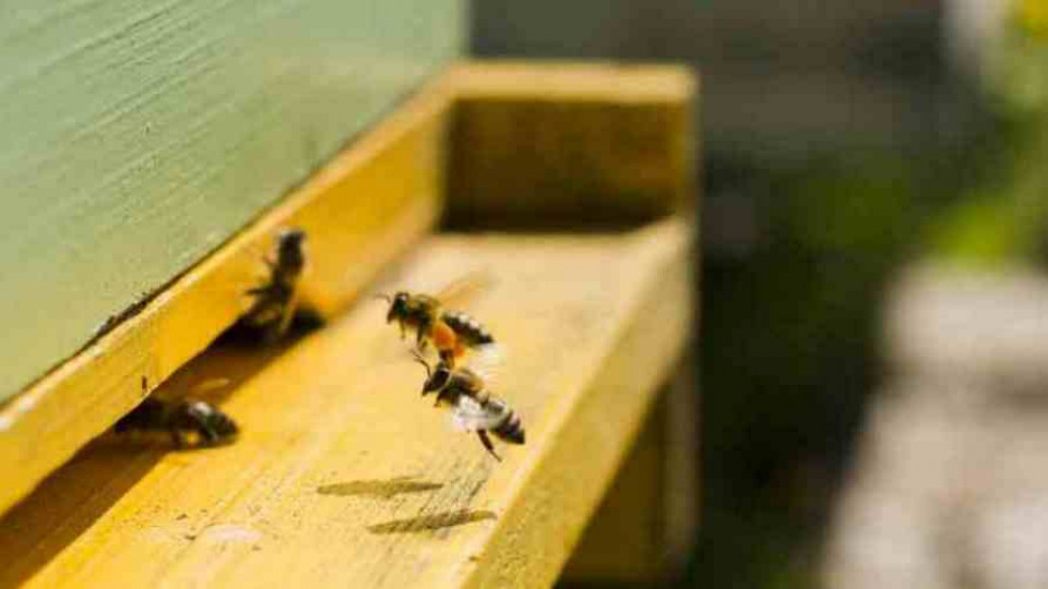 otrul pszczoly policja