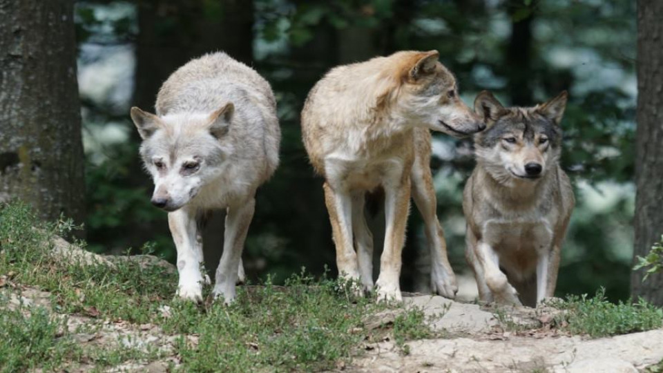 Redukcja populacji wilkow 