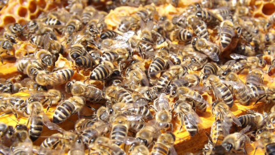 Pszczoly 022