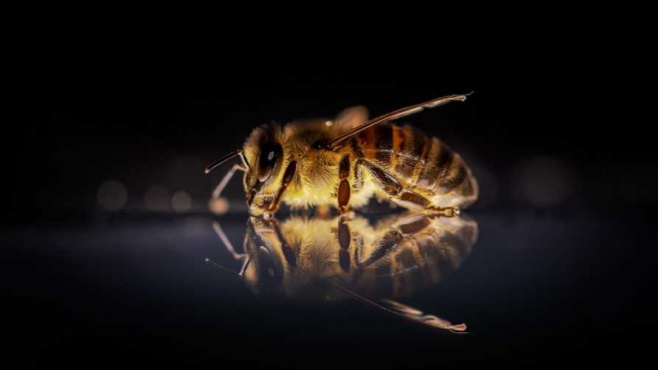 wyszkolone pszczoły 009