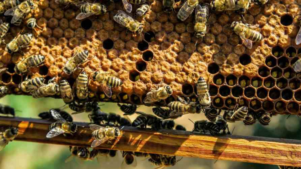 pszczoly komunikacja