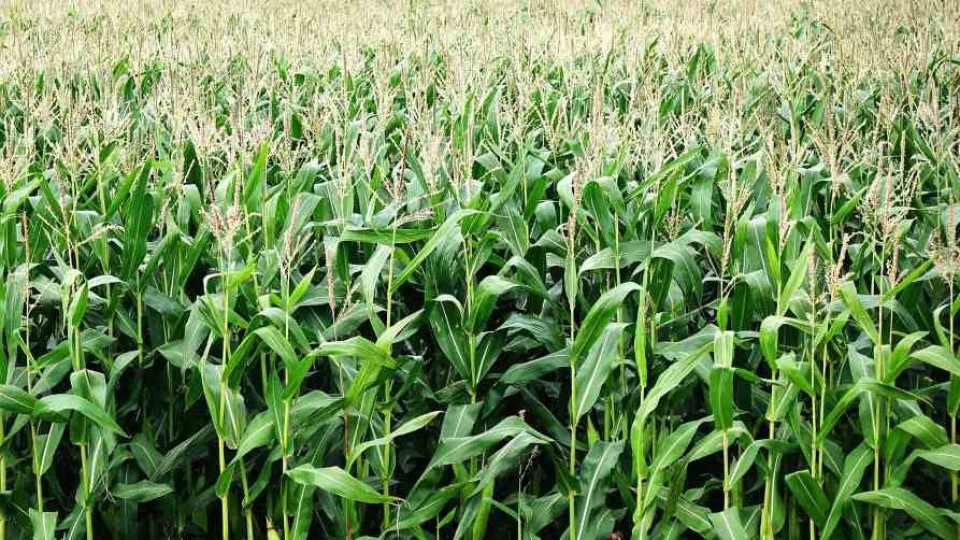 cena kukurydzy odmiany 2