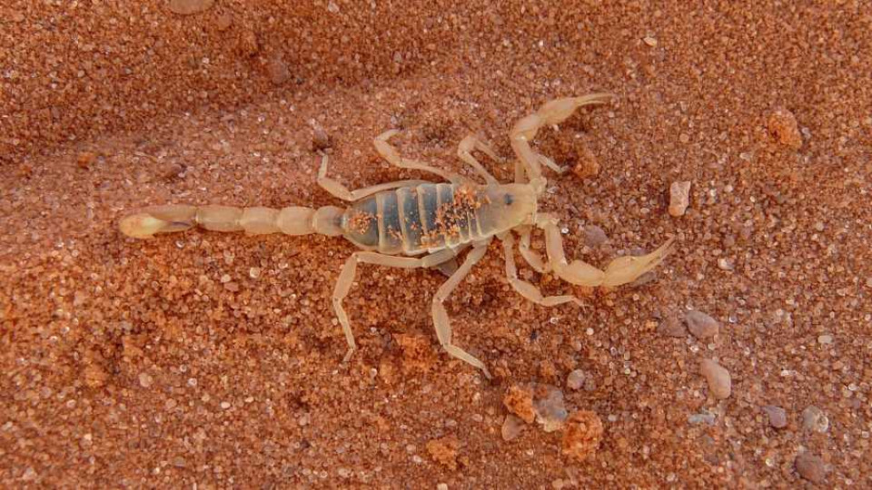 skorpion warszawa