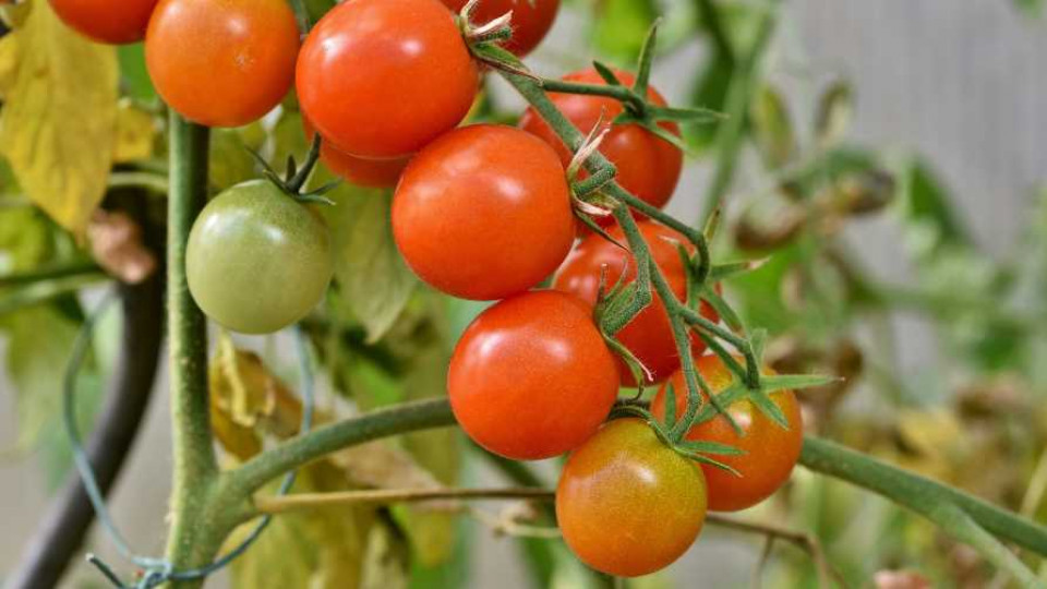 choroby pomidorow 34