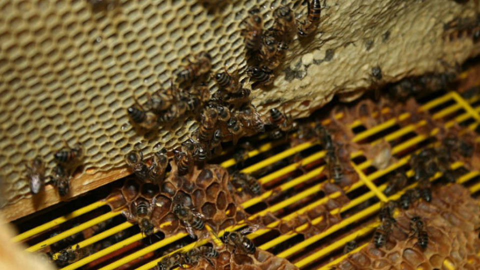 Pszczoly 023