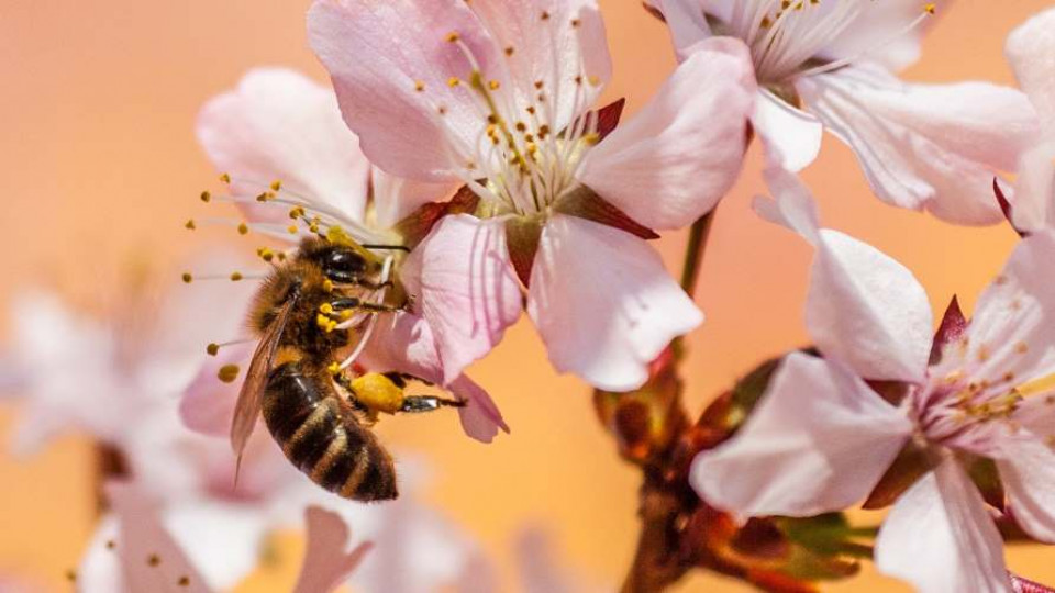pszczoly ogrod miododajny rosliny 3333