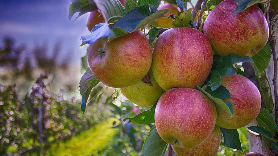 pracownicy sezonowi zbiory jablek 2021 2