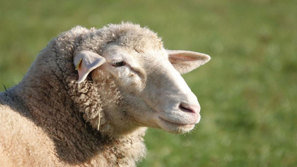 klonowanie zwierząt owca Dolly