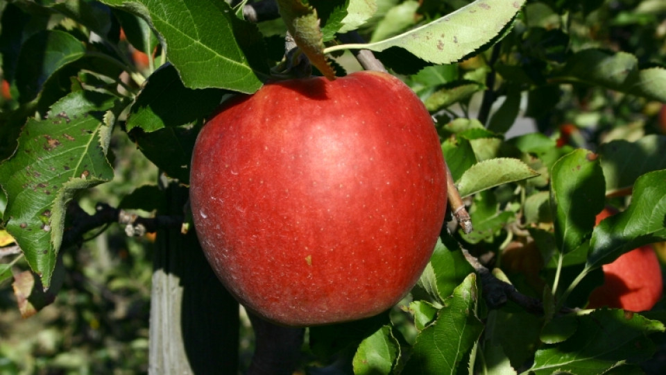 jabłka Jonagold przetwory 