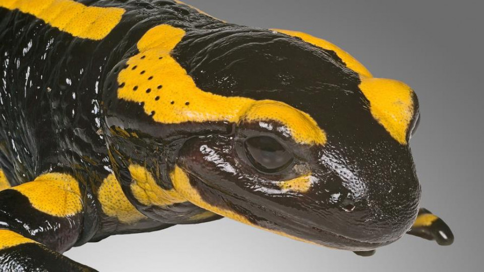 salamandra plamista 2