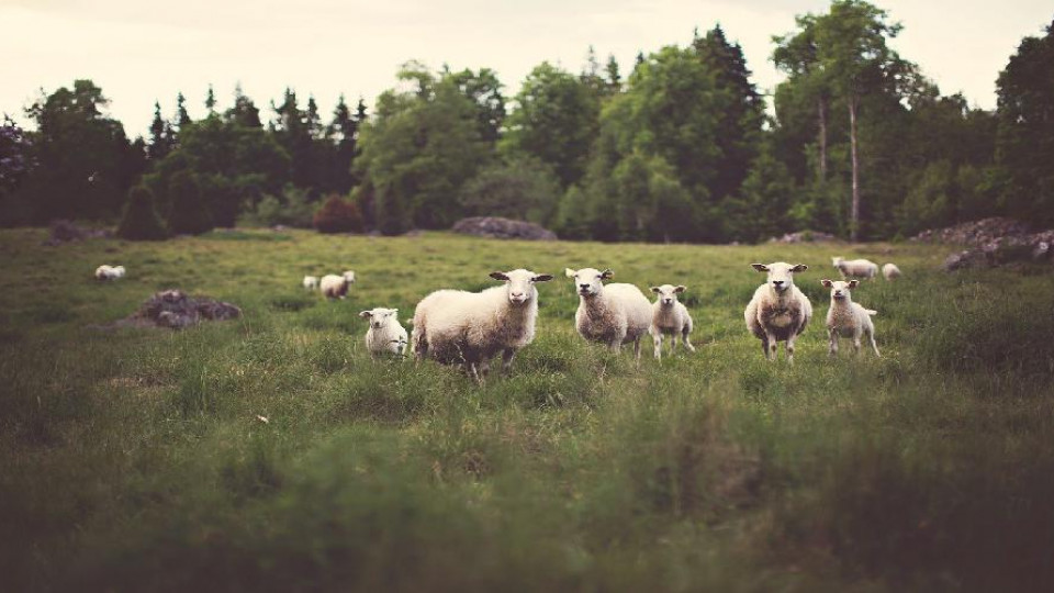 hodowla owiec malopolska