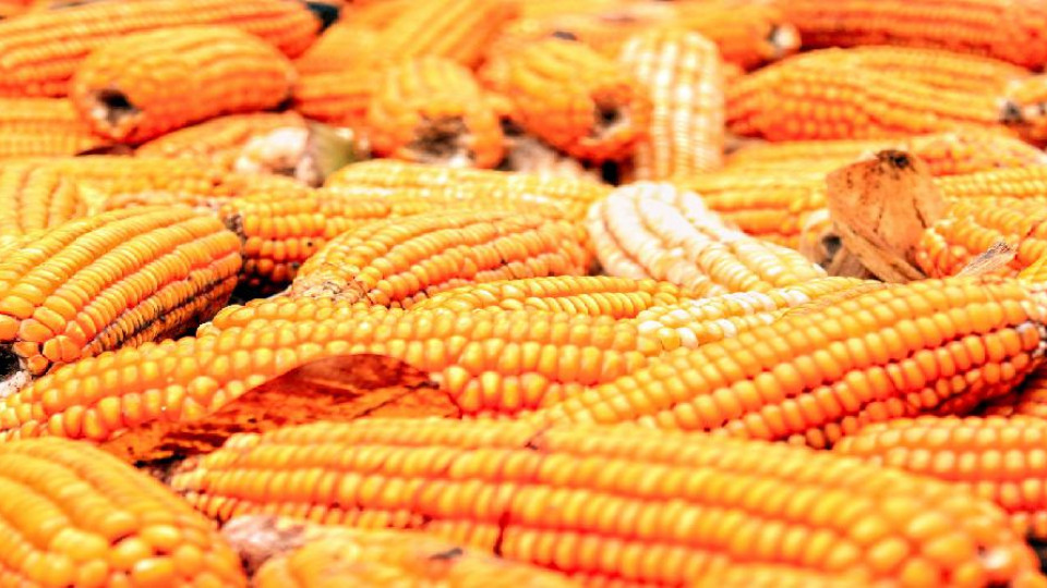 cena kukurydzy paszowej