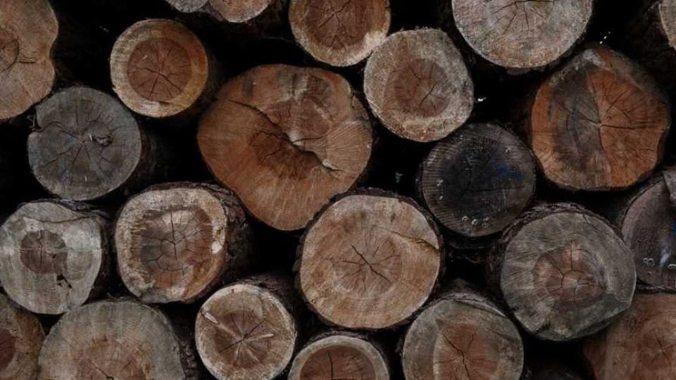 polskie drewno ograniczenia eksportu 2