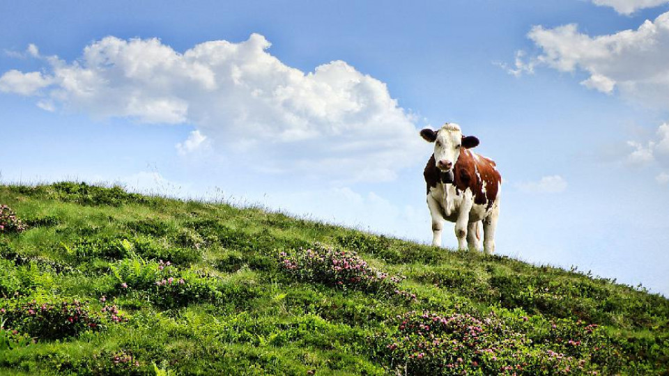 krowy na pastwisku przygotowanie