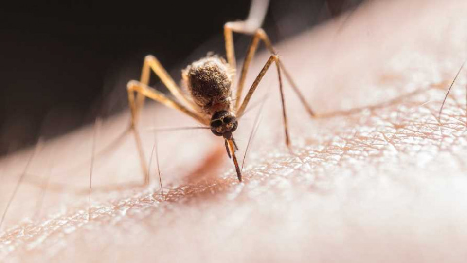 komary koreanskie odporne na zimno 2