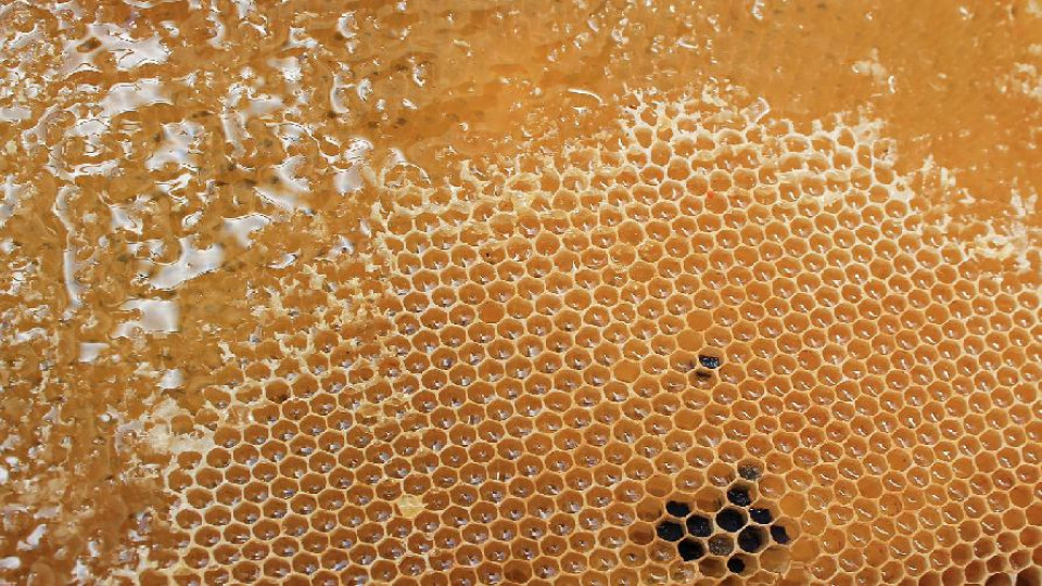 hodowla pszczol plaster miodu